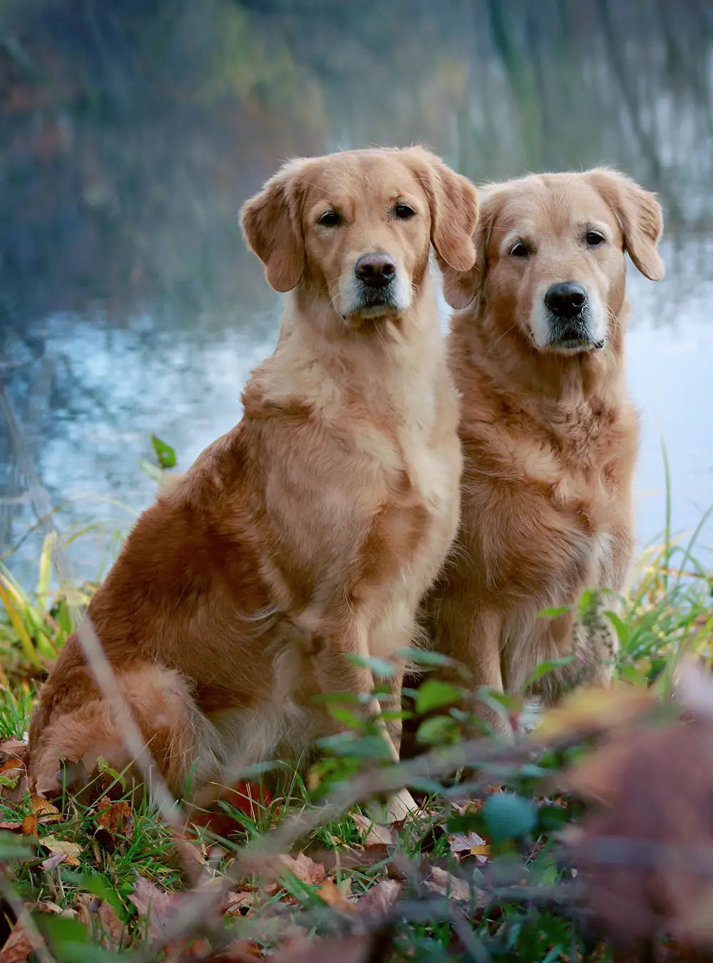 Toaletaj veterinar - fotografie de Claudia Borchert prin Pixabay